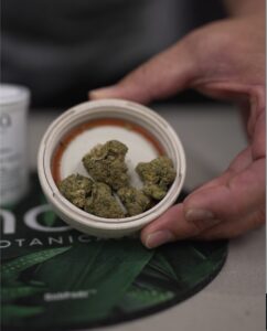 A hand holding a small container filled with Gorilla Quake cannabis buds over a surface adorned with green leaf designs.